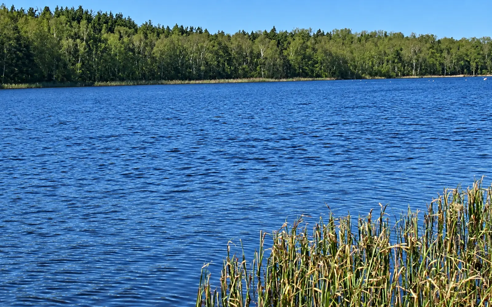 Härlanda tjärn sedd från stranden i Göteborg